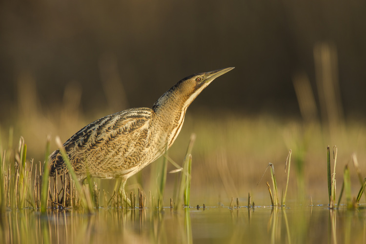 Booming brilliant year for the bittern – Britain’s loudest bird