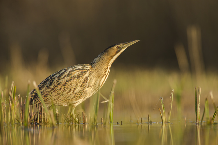 Booming brilliant year for the bittern – Britain’s loudest bird ...