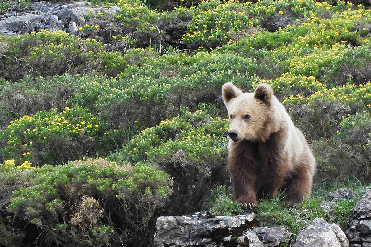 Bear In Mind The Return Of Spain s Brown Bear Population Geographical