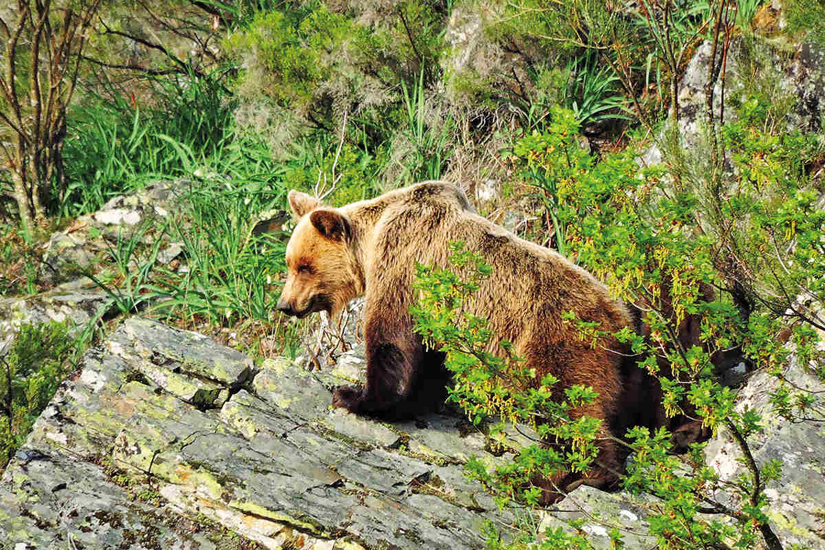 Young cantabrian brown bear standing on rocks