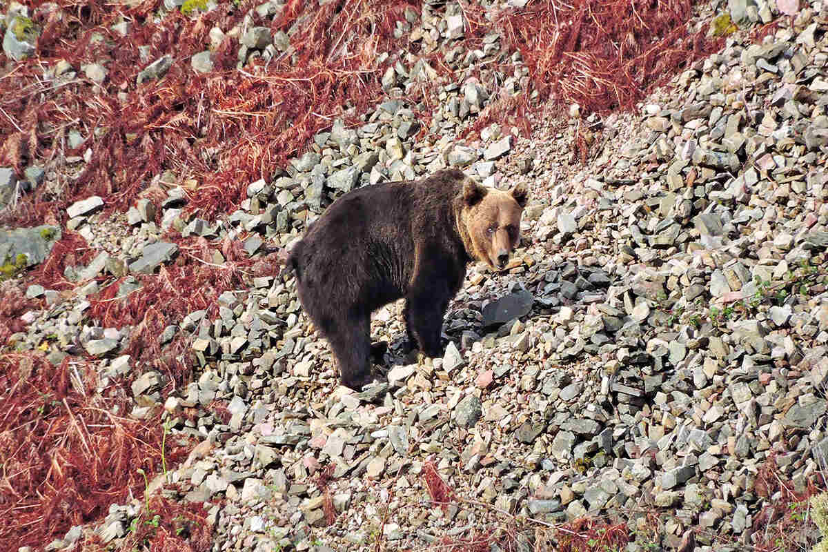 A cantabrian brown bear traverses rocks with red foliage around