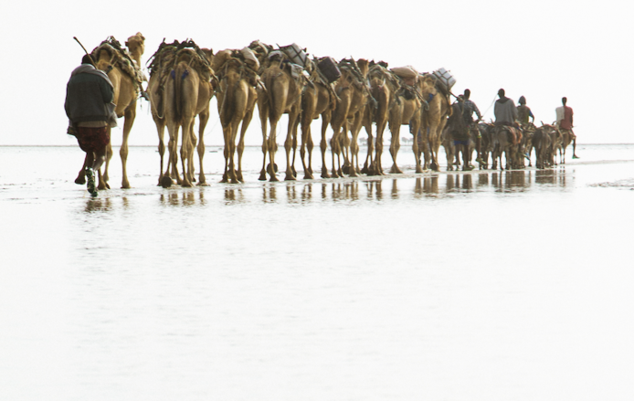 A camel caravan