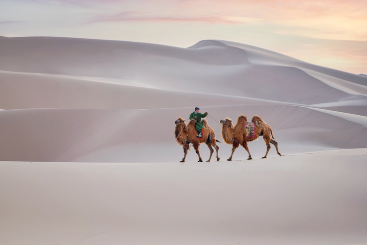 Camel going through the sand dunes on sunrise, Gobi Desert Mongolia.