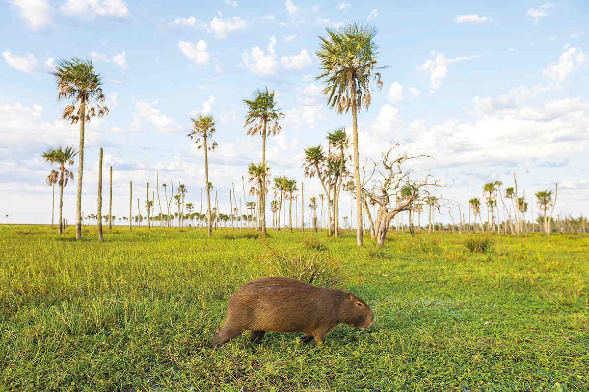 A capybara walks through a field with trees in the background