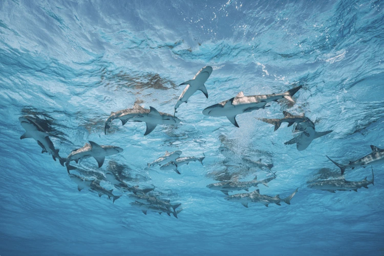 Caribbean reef sharks gather on the surface. Grand Bahama, The Bahamas