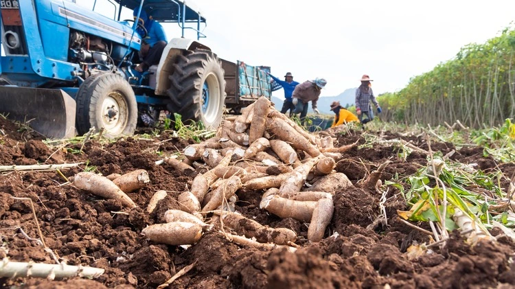 Farmers are harvesting cassava, which is an agricultural product.