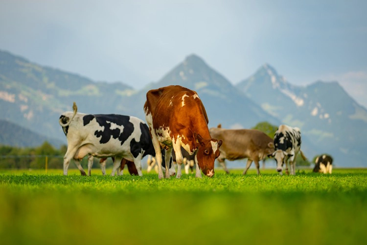 Cows are grazing in a meadow with a backdrop of mountains.