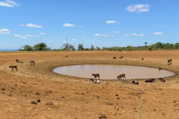 Cattle in drought