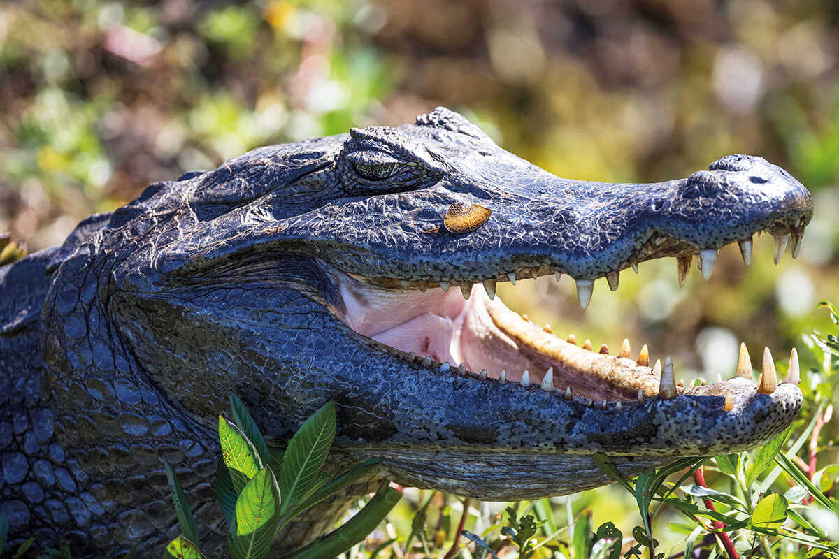 A black caiman crocodile with it's mouth open