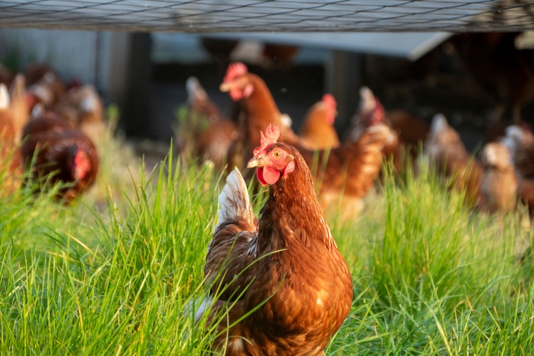 Chickens in grass