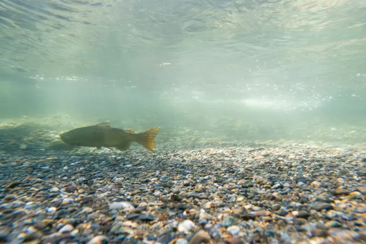 Chinook salmon in water