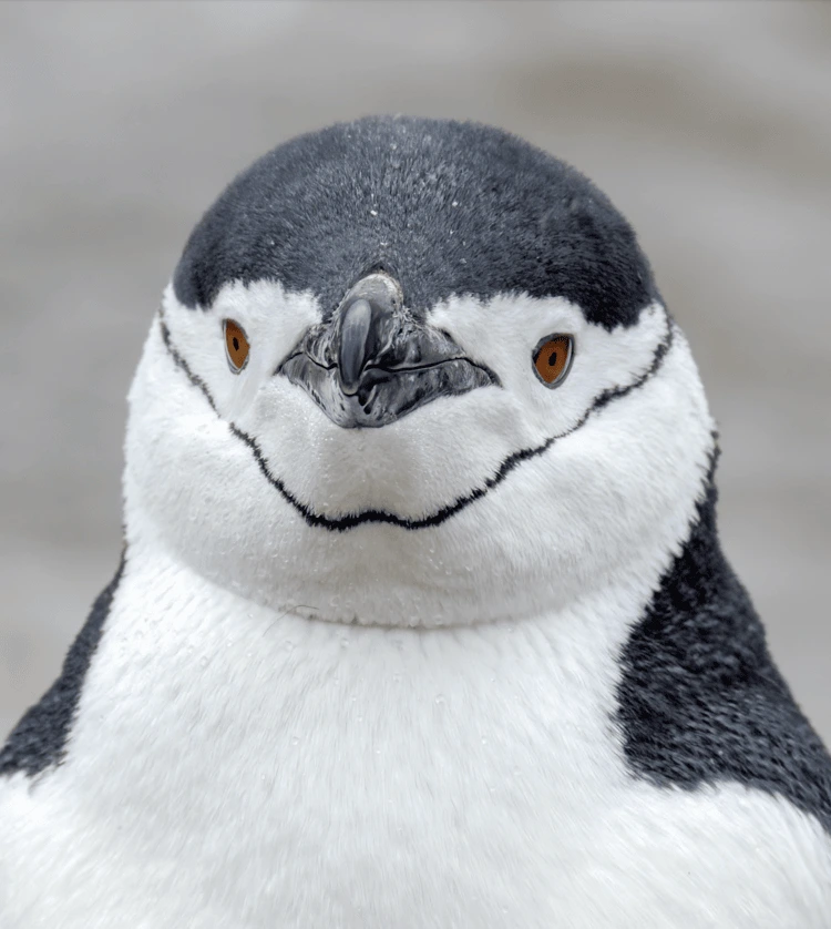 Chinstrap penguin