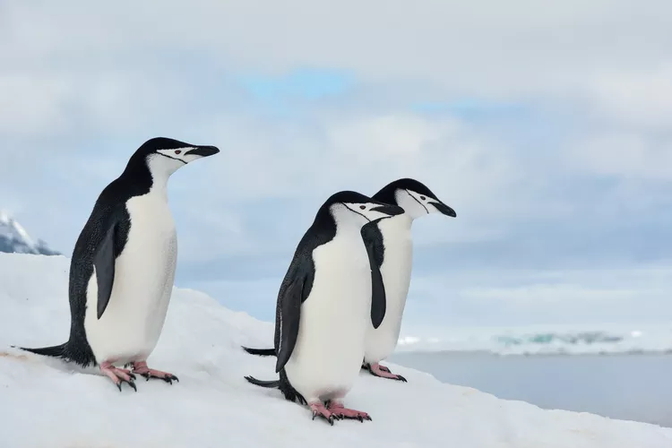Chinstrap penguins