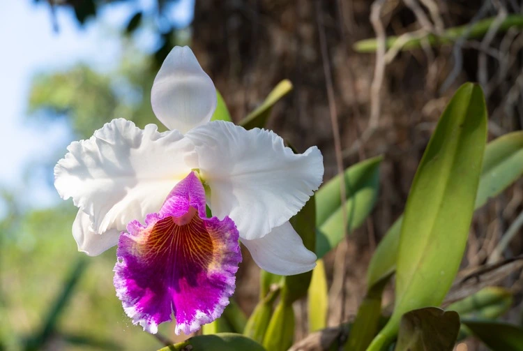 The Christmas orchid, Cattleya triane