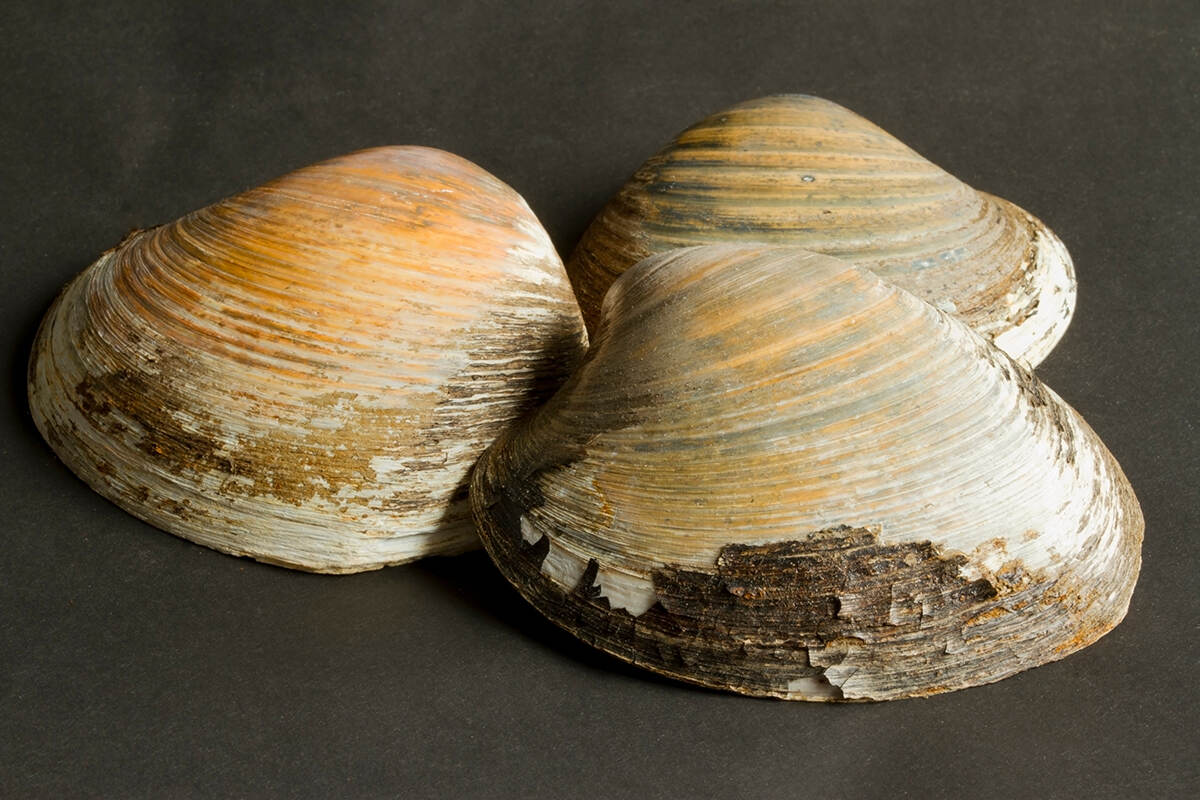 three Arctica islandica/Icelandic clams