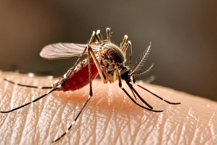 Close-up of The aedes aegypti mosquito on skin.