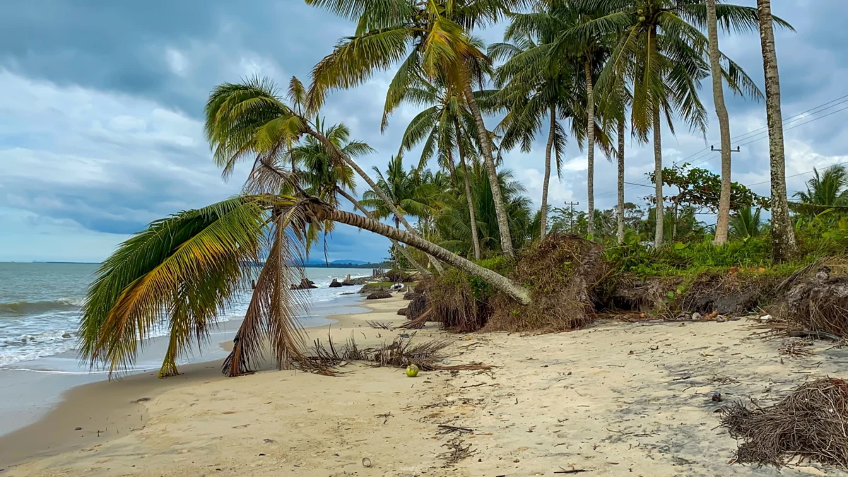 Coconut trees fall due to strong sea abrasion, illustrating the environmental damage caused by uncontrolled coastal erosion.