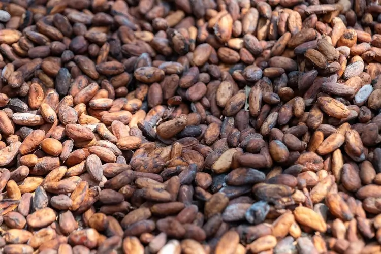 Cocoa beans up close
