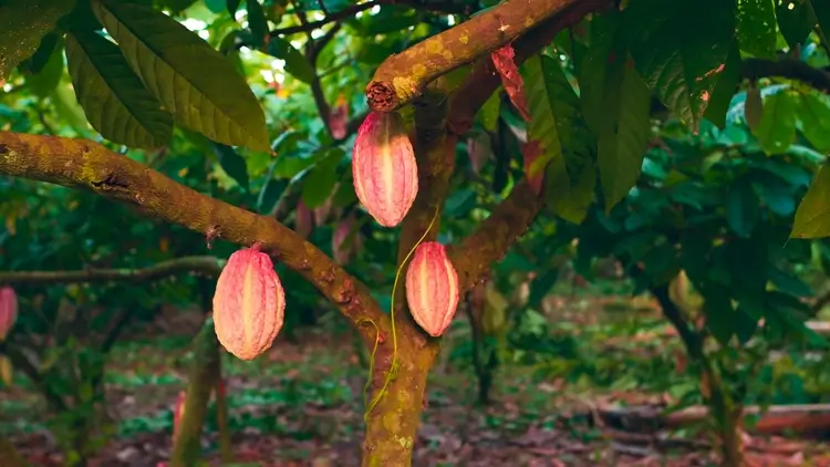 Cocoa tree