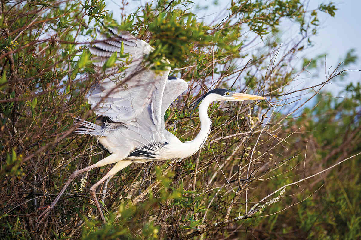 A cocoi heron taking flight from some tees