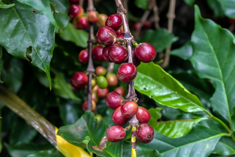 Coffee bean close up on plant