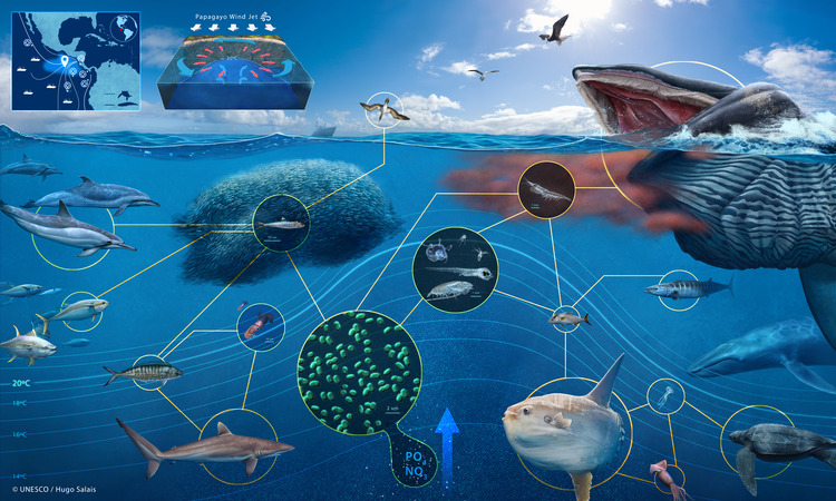 A scientific illustration of the Costa Rica Thermal Dome showing how it creates an interconnected food chain. The illustration features a whale, seabirds, a sun fish, sharks, various types of fish, dolphins, phytoplankton and zooplankton. It also shows the curve of the dome created by the flow of water from below. 