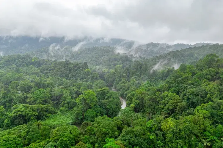 Aerial view of the vibrant rainforest in San Cipriano, Buenaventura, Valle del Cauca, Colombia, showcasing lush greenery and misty mountains.