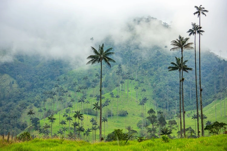 Cocora Valley with towering wax palms and lush vegetation in Quindío, Colombia