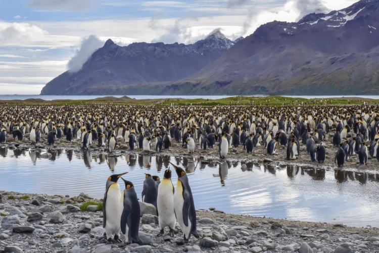 Colony of king penguins