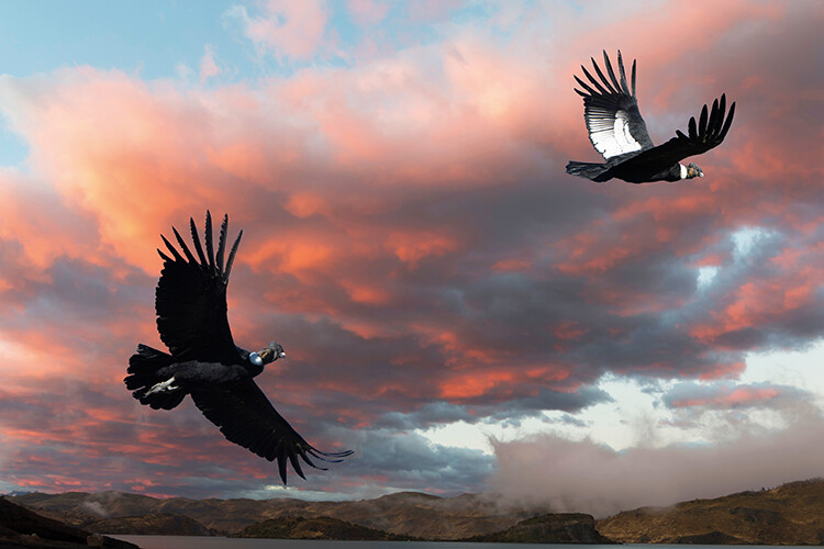 A pair of Andean condors soars high over the mountains