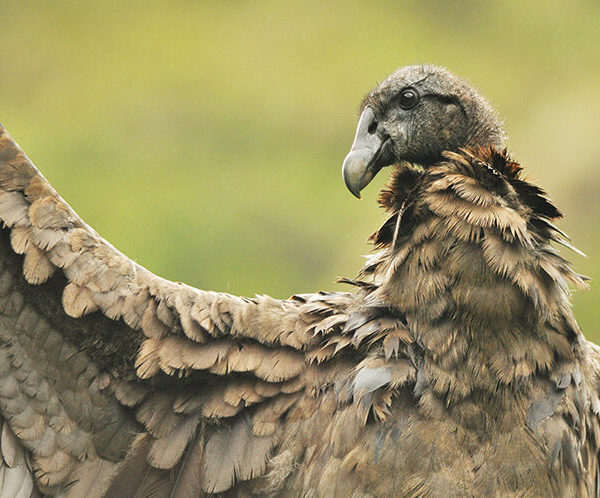 The Geographical Podcast, Editor’s Picks: Saving Ecuador’s last condors