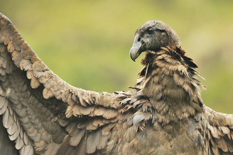 A young bird born in the project’s captive-breeding programme