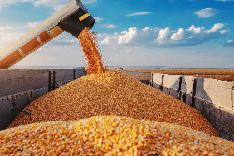 Machine for separating corn grains working on field and filling tractor trailer with corn. 