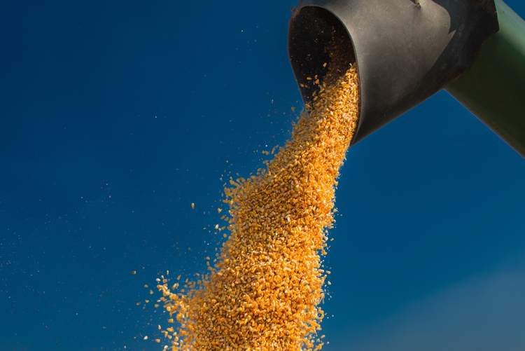Corn 