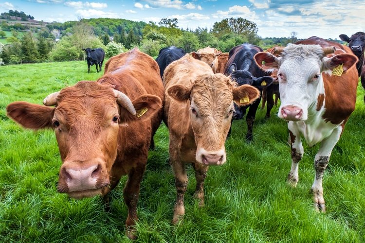Cows in a field