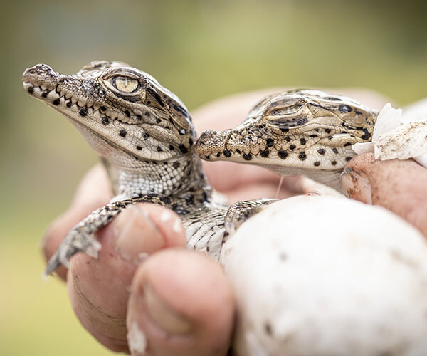 Conservation is helping to halt biodiversity loss, new study reveals