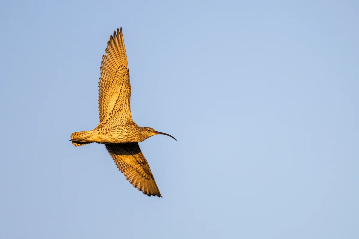 An adult curlew flying over the North Pennine moors