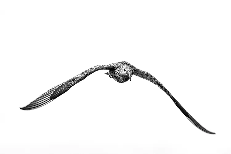Curlews are the UK’s largest wading bird. Their wingspan can reach 100 centimetres