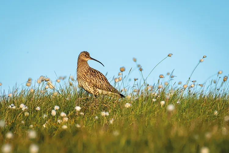 Suitable nesting grounds for curlews are increasingly difficult for them to find