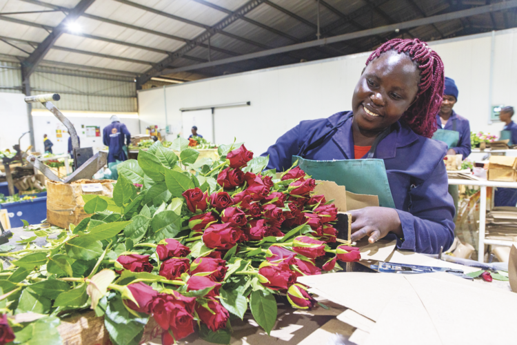 Forty per cent of the cut flowers sold in the EU come from Kenya