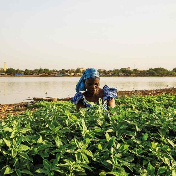 Great green wall farmer