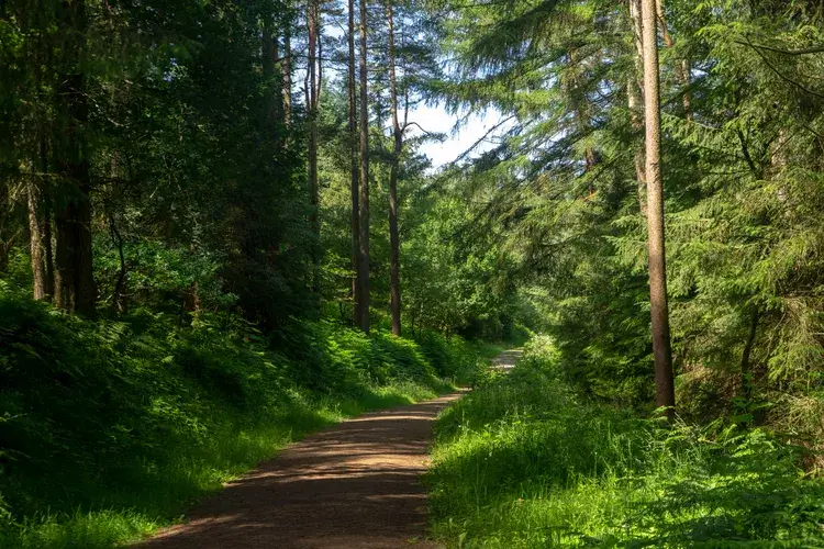 Dalby Forest in Yorkshire