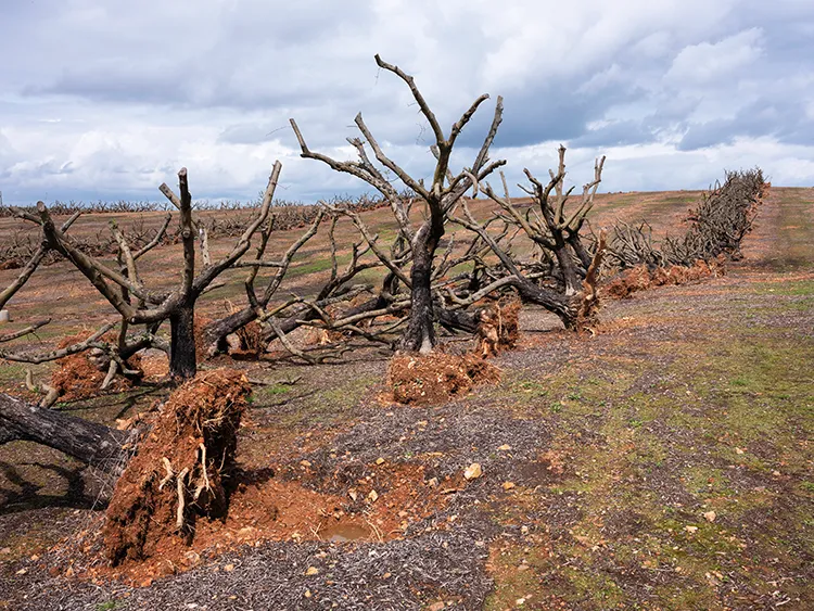 Mature live trees that have been uprooted to make way for a plantation of intensive hedgerow olives in Alentejo