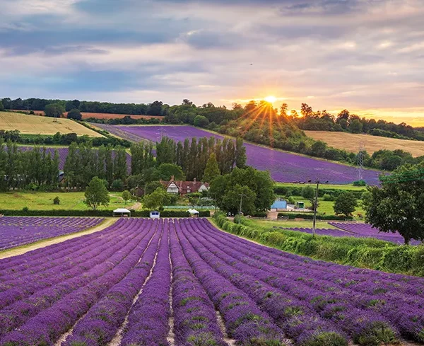The lavender fields at Castle Farm