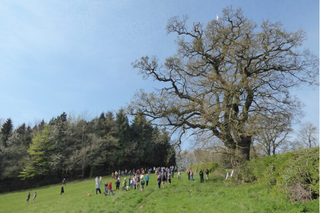 Darwin's oak tree