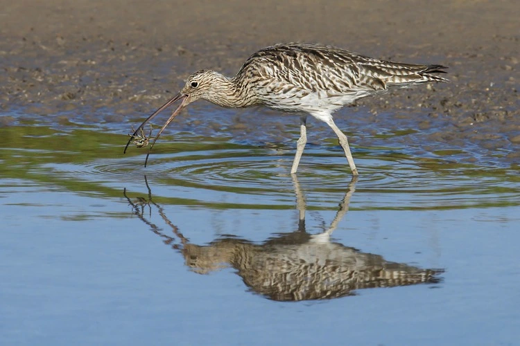 Eurasian Curlew catching prey on the dee estuary