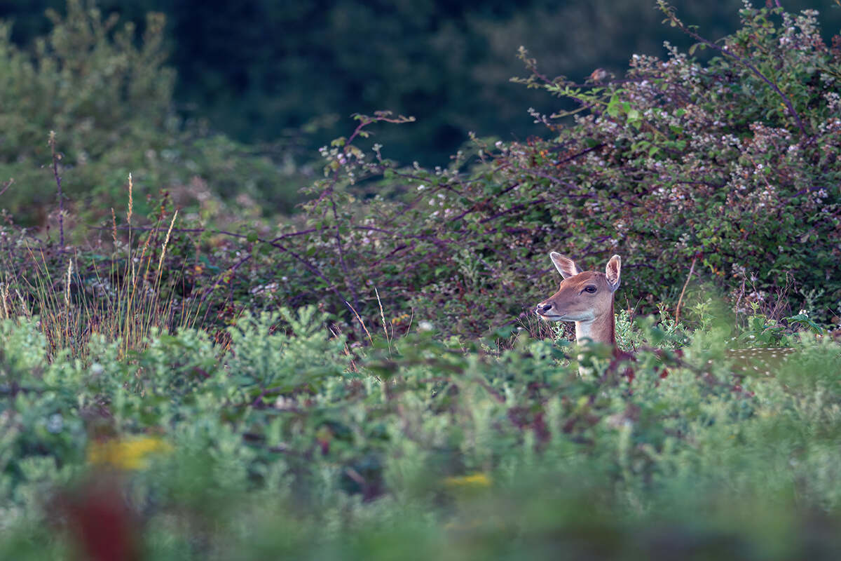 A female roe deer pokes its head of shrubbery in a rewilding field