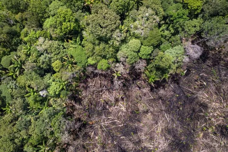 
Amazon rainforest illegal deforestation landscape aerial view of trees cut and burned to make land for agriculture and cattle pasture in Amazonas, Brazil.