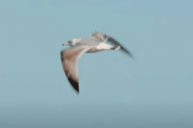 Detect and protect seagull screenshot