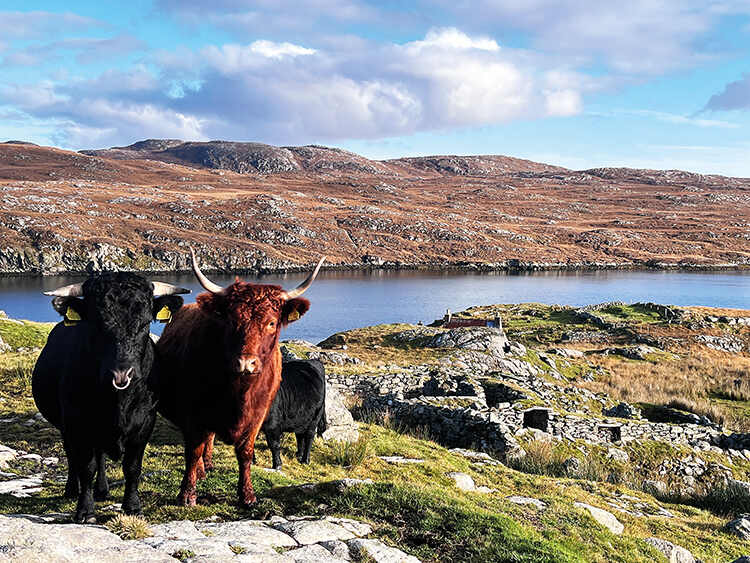 Dexter cattle, the smallest native breed in the UK